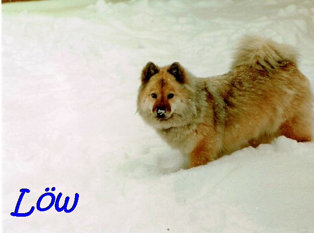 16.12.1990 -  Winter, Schnee, Bianca