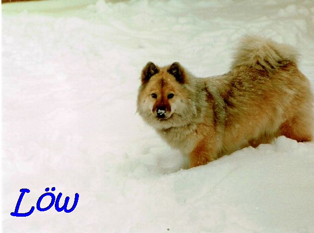 16.12.1990 - Winter, Schnee, Bianca 16.12.1990 - Winter, Schnee, Bianca