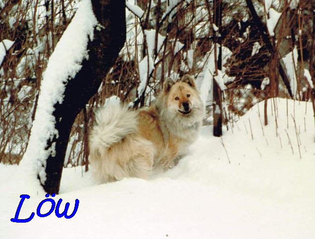 7.2.1991 -  Bianca, der Schneehund