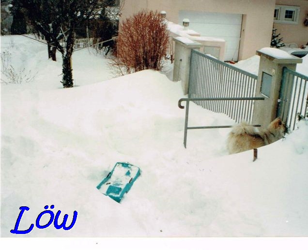 25.2.1993 -  Gibts da was anderes als Schnee?