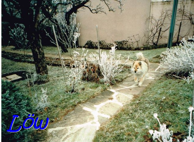 20.1.1999 - Rauhreif statt Schnee 20.1.1999 - Rauhreif statt Schnee
