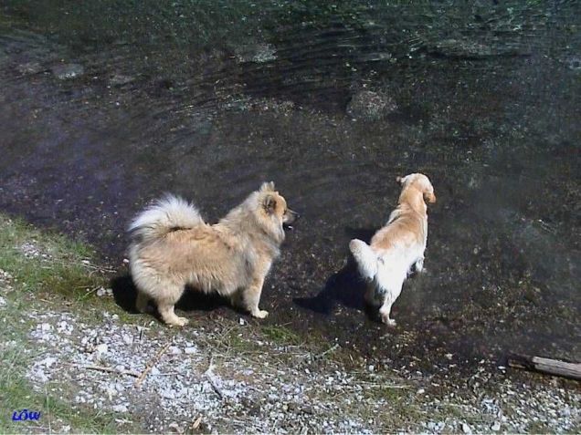 Grüner See 2002: Ab ins Wasser