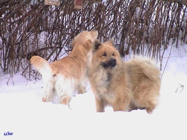 Jänner 2003: Hurra der Winter der ist da