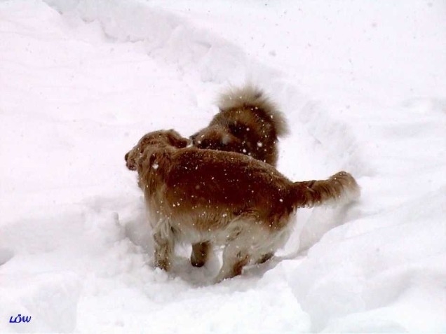 Jänner 2004: Balgerei im Schnee