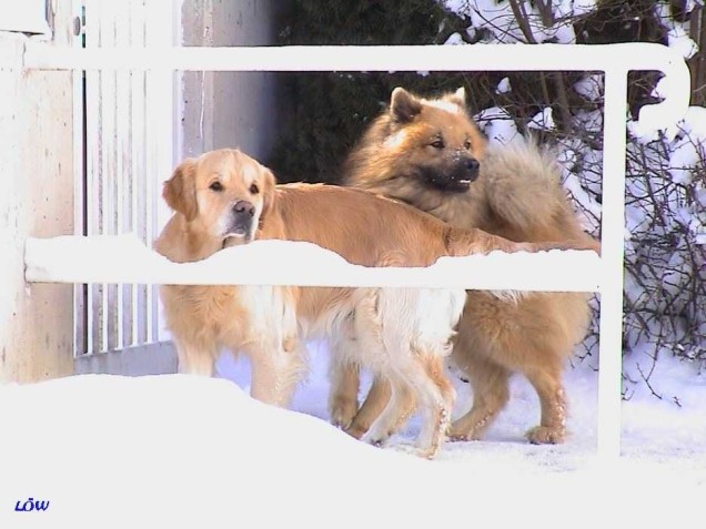 Jänner 2004: Zwei Hunde bei Wintersonne