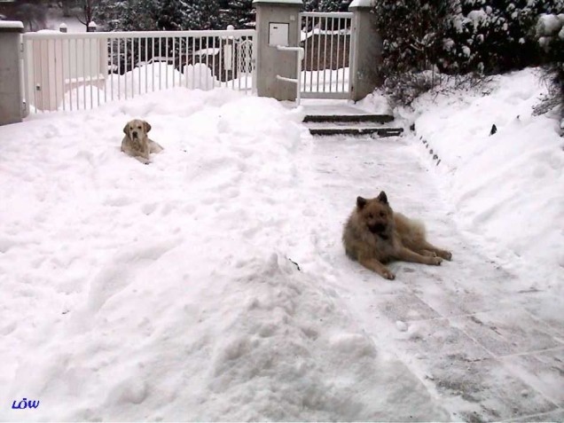 Jänner 2004: Den Schnee lassen wir heuer nicht verschwinden