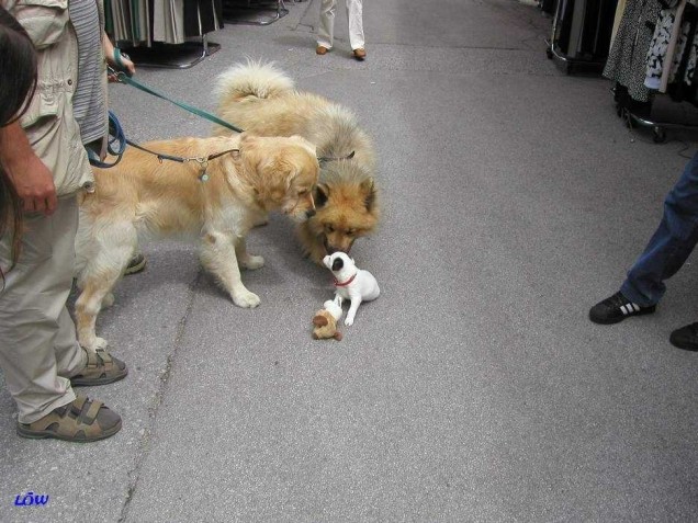 Osttirol Juli 2004: Minihund entdeckt