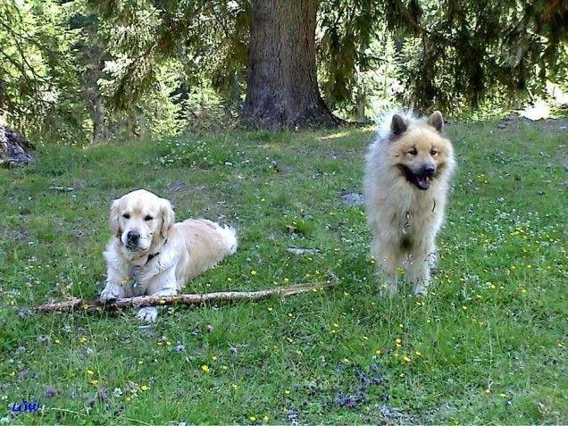 Osttirol Juli 2004: Unser Stöckchen geben wir nicht her