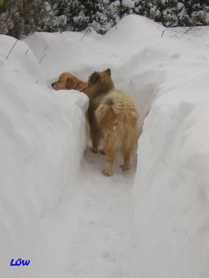 Februar 2005: Im Schnee verirrt