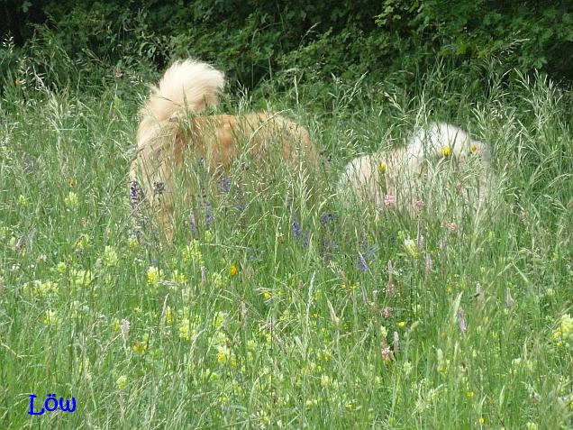 24.5.2015 - Wiesenblumen