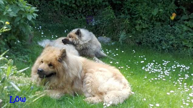 23.5.2016 - Chillen im Grünen