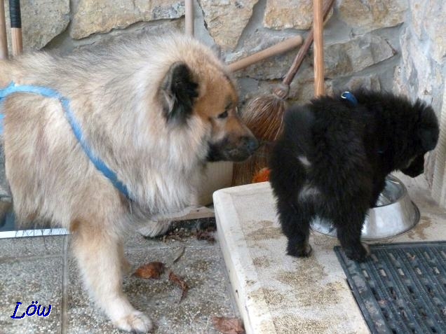 28.3.2018 - Howard und Dwix haben sich kennen gelernt