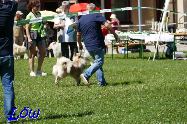 22.5.2022 -  Bintang vom Hund im Wolfspelz unterwegs