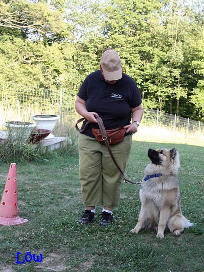 Hundeschule, 15.7.2015