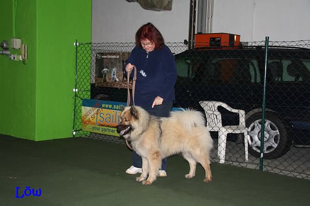 Hundeschule in der Halle, 20.1.2016