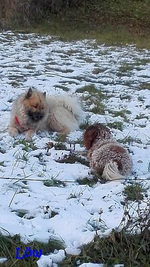 15.11.2016 - Gizmo und Dwix im Letzten Novemberschnee