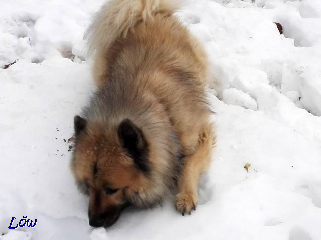 08.12.2017 -  Etwas Schnee ist noch zu finden