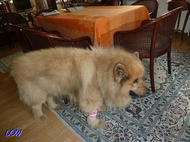 Woody mit Verband - 13.2.2017