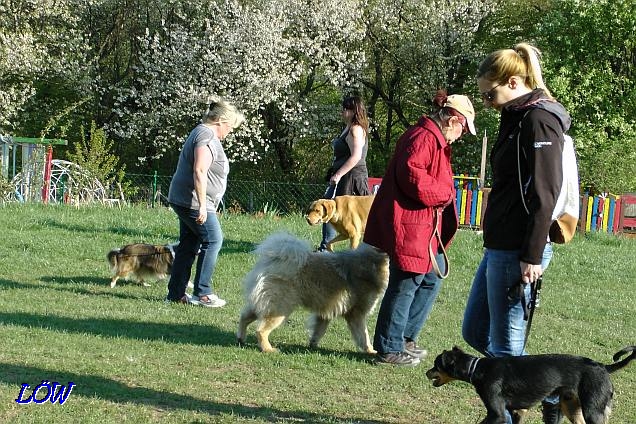 Wieder Hundeschule - 9.3.2017