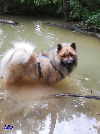 7.9.2018 - Mir steht das Wasser bis zum Hals, Bauch meinte ich