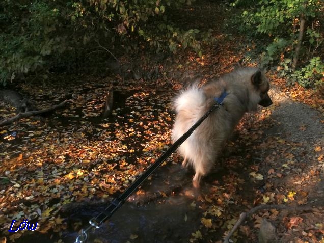 19.10.2018 - Laub/Wassertreten