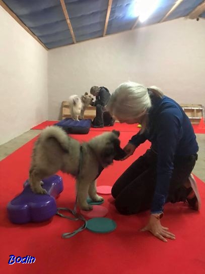 Jan. 2020 - Connor in der Welpenschule