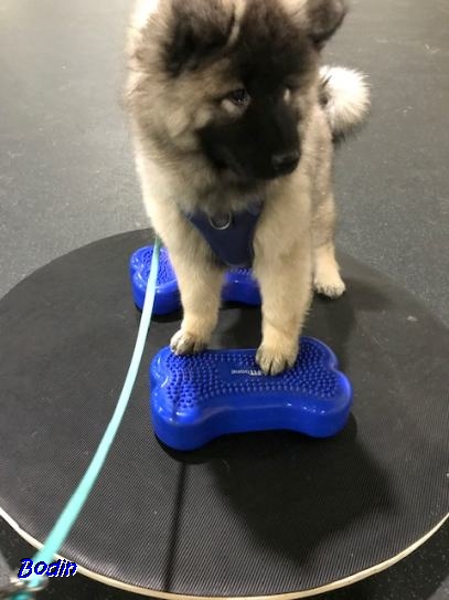 Jan. 2020 - Connor beim Gleichgewichtstraining