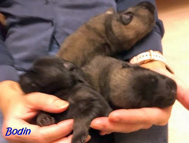 21.11.2019 - Ein Hand voll Eurasier 21.11.2019 - Ein Hand voll Eurasier