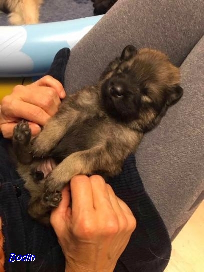 28.11.2019 - Minieurasier 28.11.2019 - Minieurasier