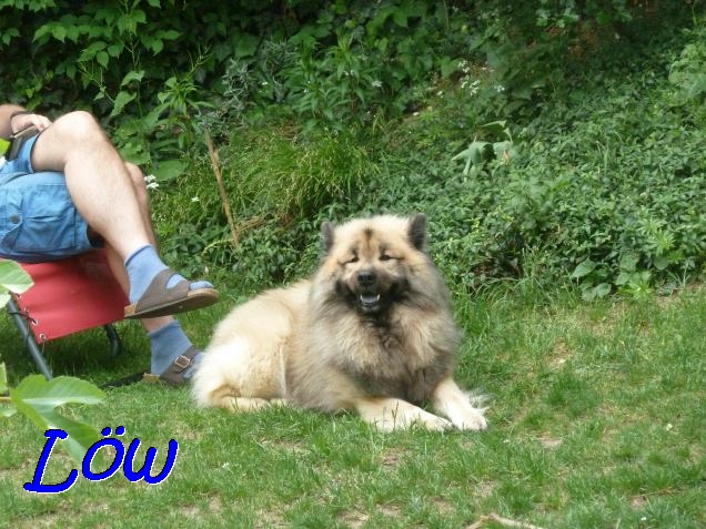 19.5.2020 - Dwix und Herrli beim Relaxen 19.5.2020 - Dwix und Herrli beim Relaxen