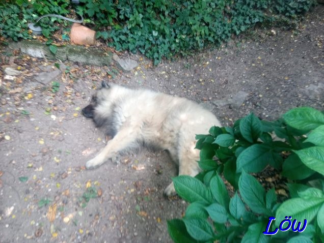 17.8.2025 - Hitzeopfer