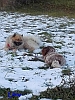 15.11.2016 - Gizmo und Dwix im Letzten Novemberschnee