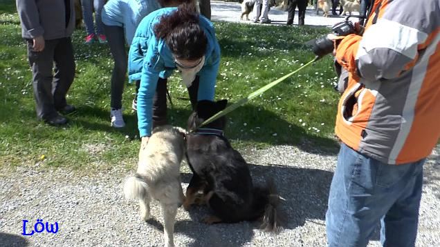 Dwix trifft sein Züchterfrauli in Herberstein - 19.4.2015