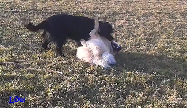 Spielen mit "Luna" - 7.2.2016 Spielen mit "Luna" - 7.2.2016