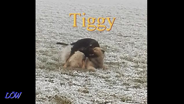 Tiggy - Dezember 2016