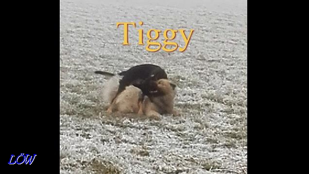 Tiggy - Dezember 2016 Tiggy - Dezember 2016