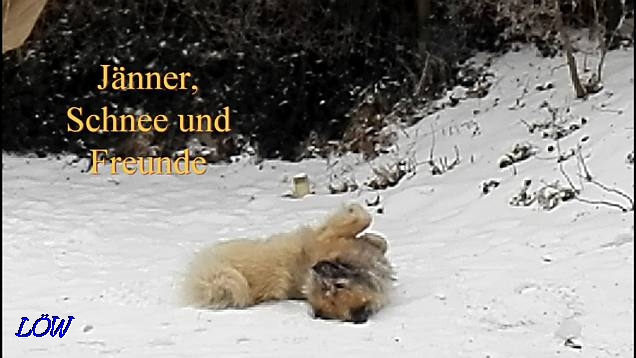 Im Schnee - Jänner 2017