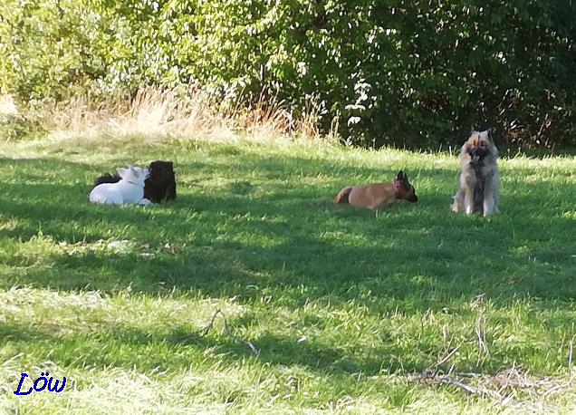 27.9.2018 - Treffen mit den Berggassenhunden (Kara und Teddy)