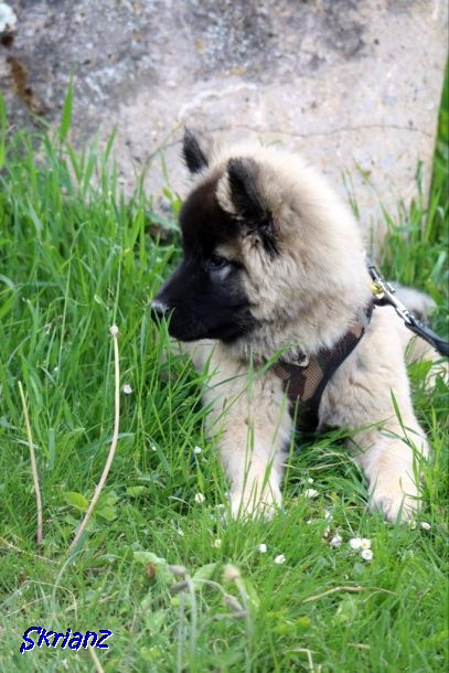 22.5.2021 - Koda 22.5.2021 - Koda