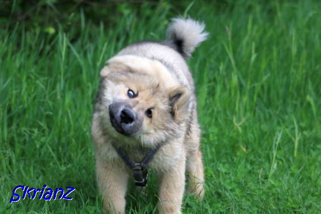 22.5.2021 - Dante trocknet sich 22.5.2021 - Dante trocknet sich