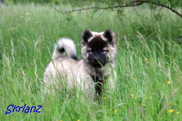 22.5.2021 - Koda im hohen Gras 22.5.2021 - Koda im hohen Gras