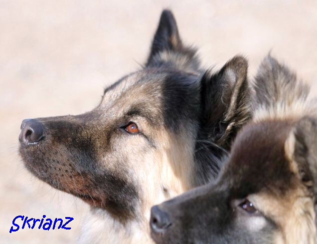 22.5.2021 - Celeste und Koda 22.5.2021 - Celeste und Koda