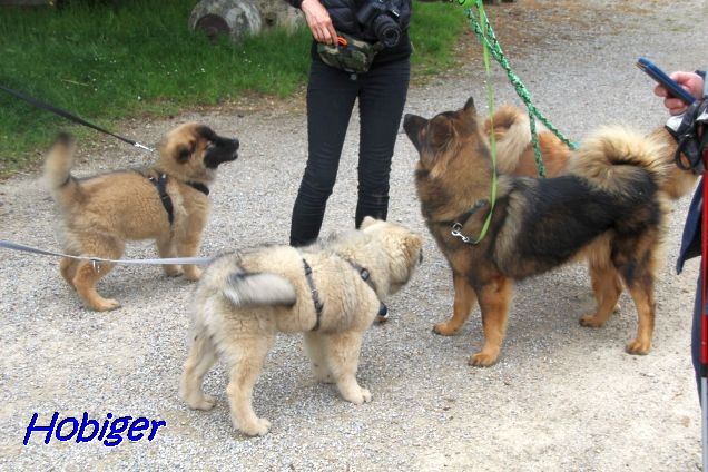 22.5.2021 - Charisma, Koda und Dante 22.5.2021 - Charisma, Koda und Dante