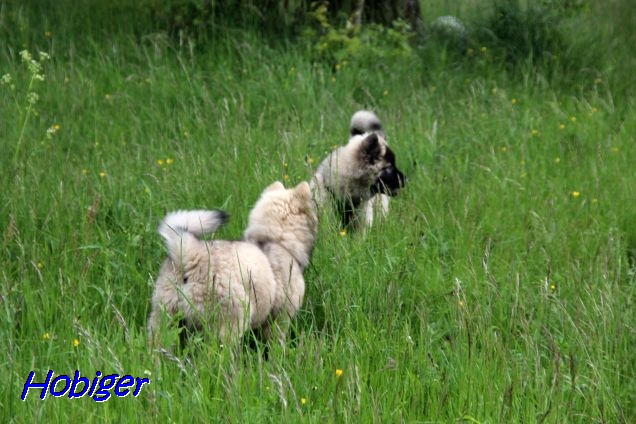 22.5.2021 - Dante und Koda 22.5.2021 - Dante und Koda