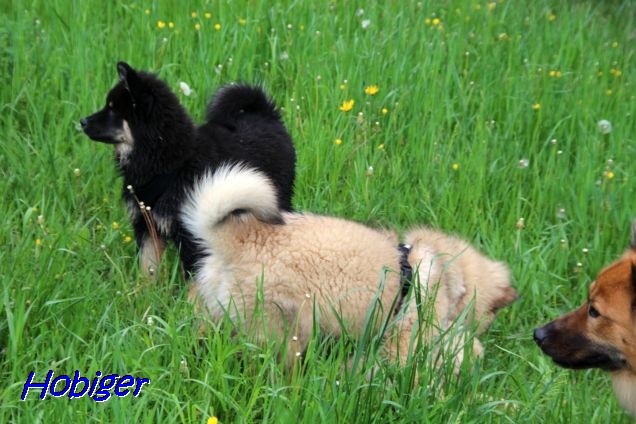 22.5.2021 - Donut, Dante und Aria 22.5.2021 - Donut, Dante und Aria