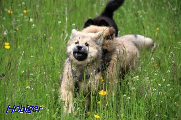 22.5.2021 - Hundekäuell 22.5.2021 - Hundekäuell