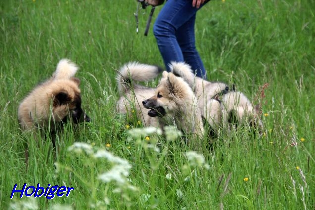 22.5.2021 - Shiva, Dante und Koda 22.5.2021 - Shiva, Dante und Koda