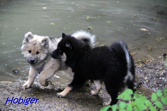 22.5.2021 - Donut und Dante beim Wasser