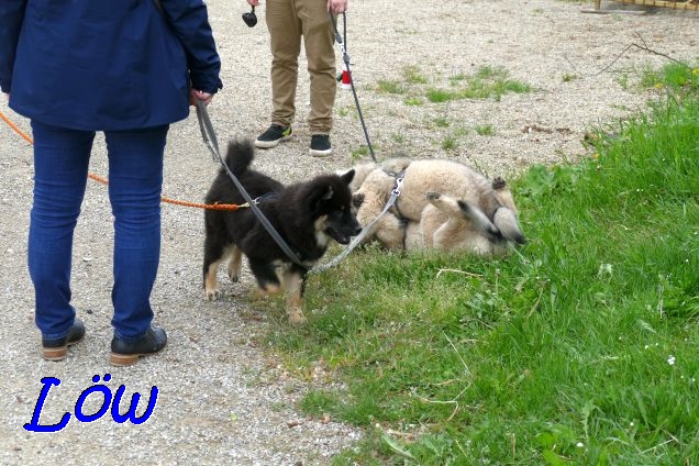22.5.2021 - Donut, Koda und Dante sind am Start 22.5.2021 - Donut, Koda und Dante sind am Start