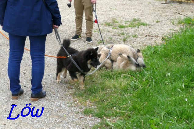 22.5.2021 - Donut, Koda und Dante sind am Start